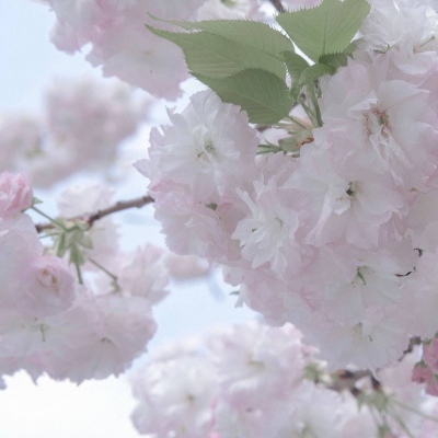 彭山FurryQQ群介绍